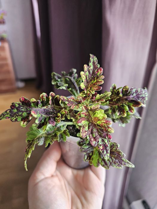 Цветы Колеусы 500 тг