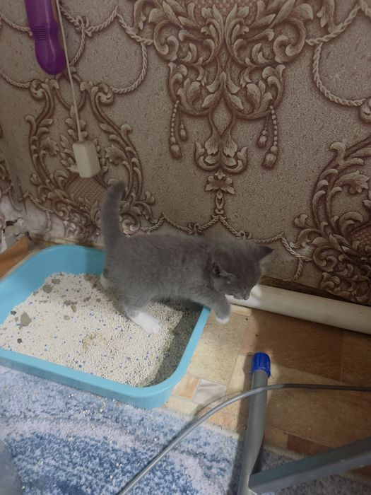 Отдам красивых шустрых котят