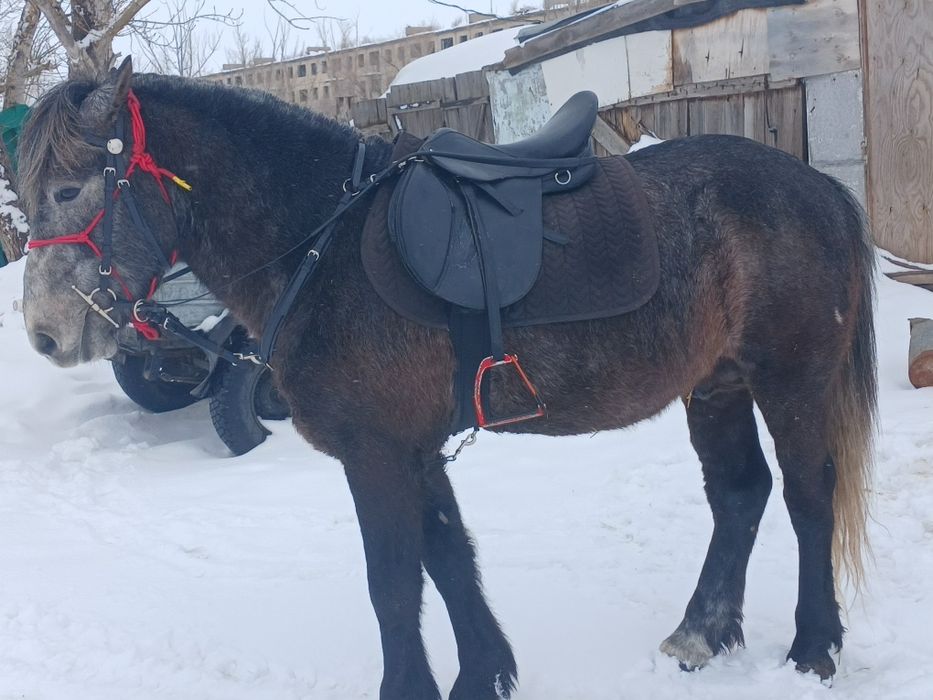 Продам универсальное седло