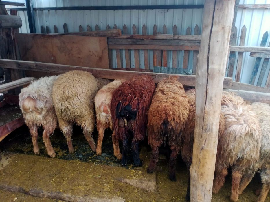 Семіз қой сатылады