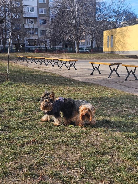 Мини йорки 350 евро