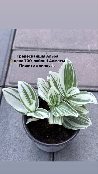 Продам аглаонемы, филодендрум