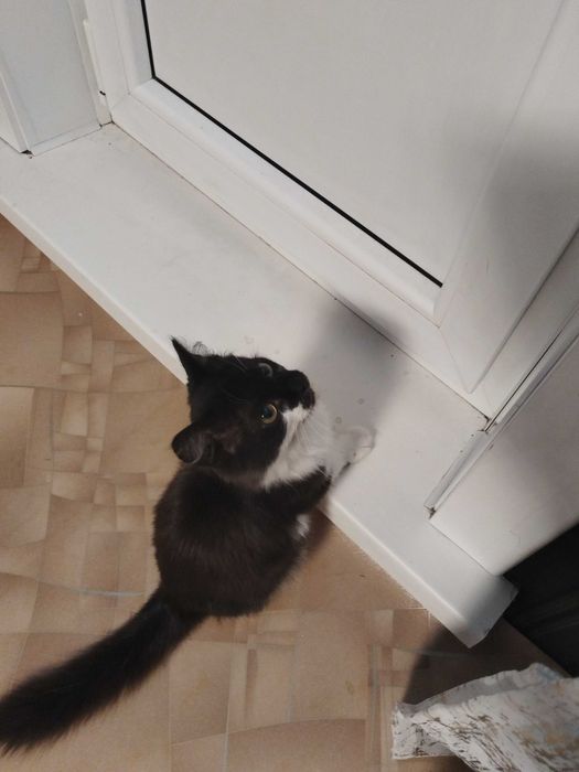 Отдам котика 2 месяца
