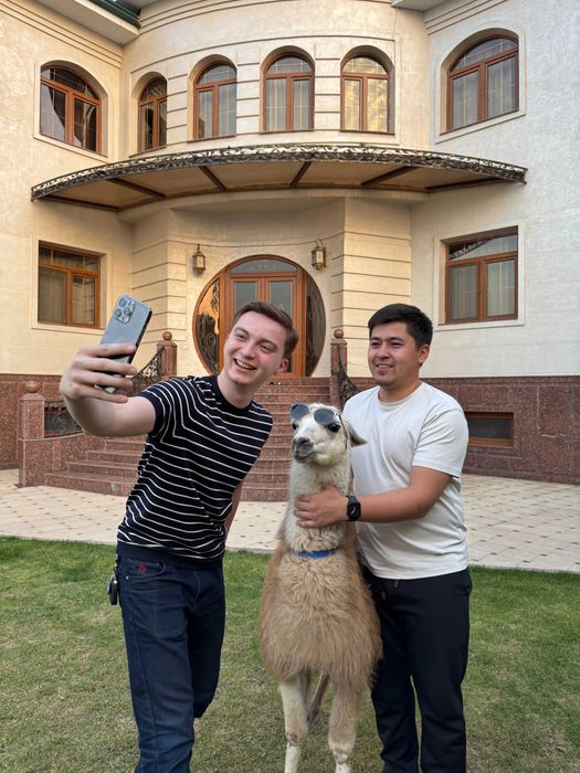 Продается пара ЛАМЫ