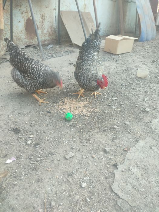 Даканы и домашние