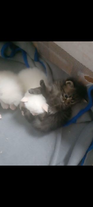 Продаеться котята