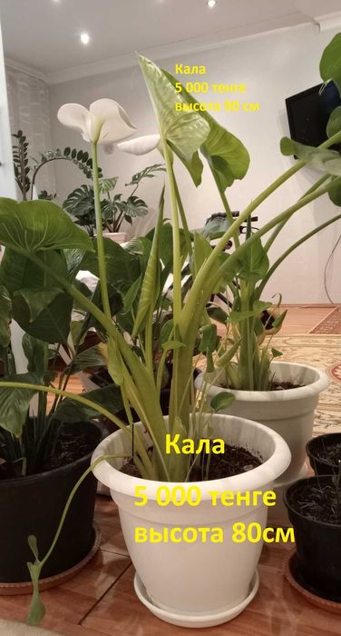 Цветы комнатные.