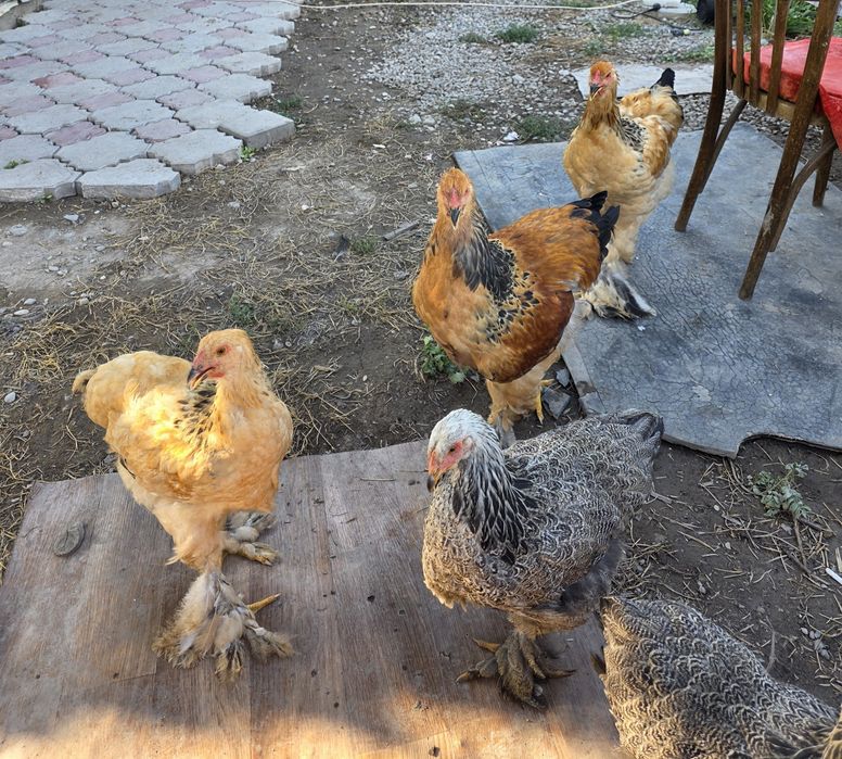 Продам полевую браму