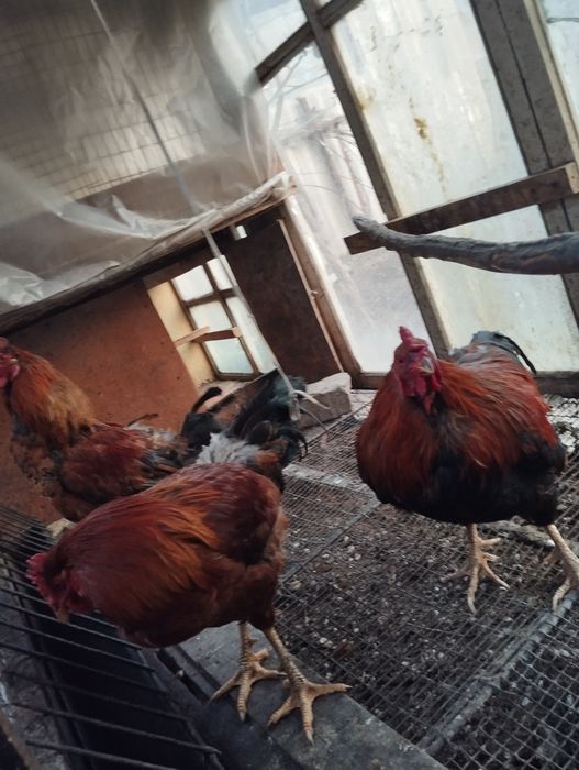 Продам срочно петухов