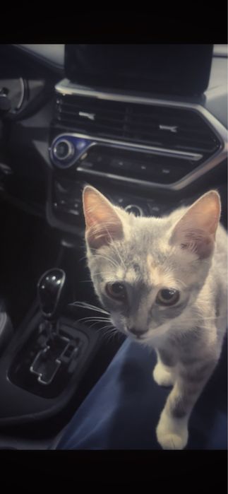 Отдам котенка в добрые руки
