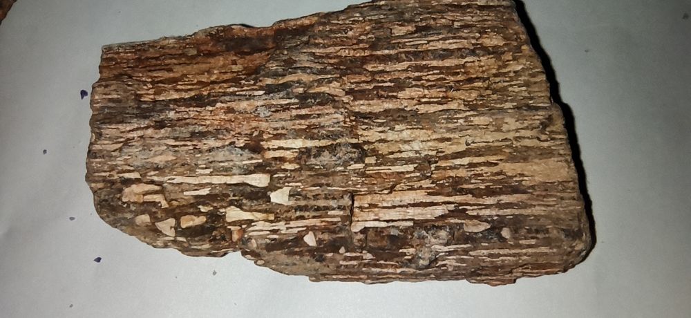 Продам окаменелые фрагменты дерева