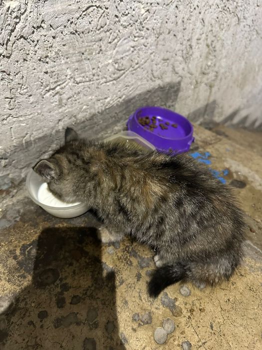 Отдам Котенка бесплатно