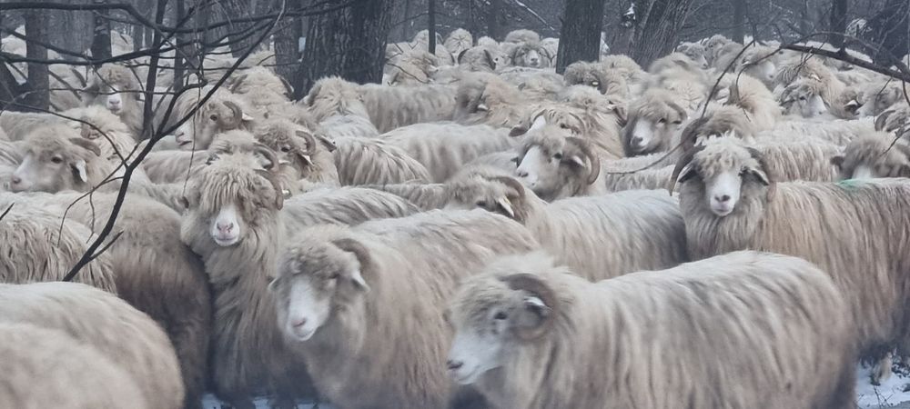 100 de oi bâle cu origine