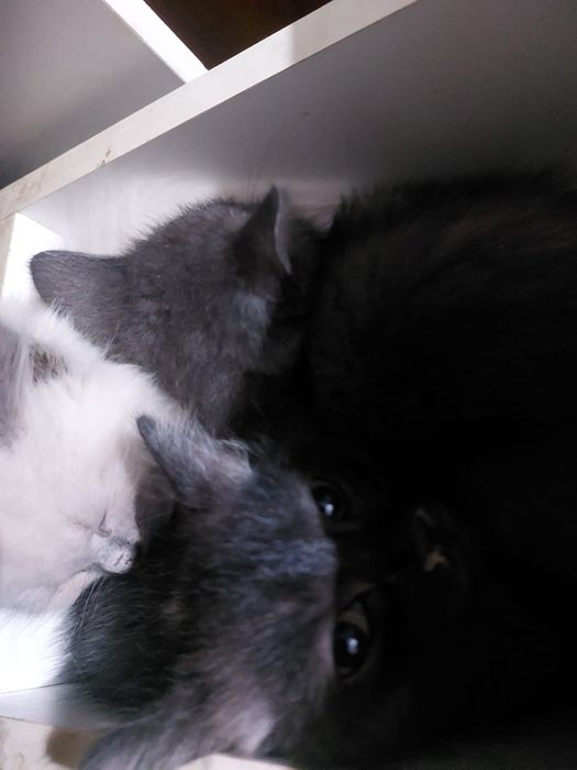 Отдам котят в добрые руки