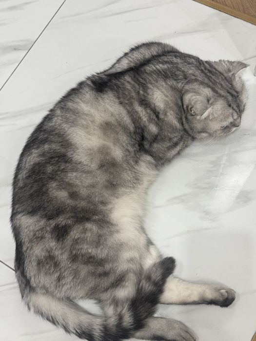 Отдадим кота в хорошие руки!