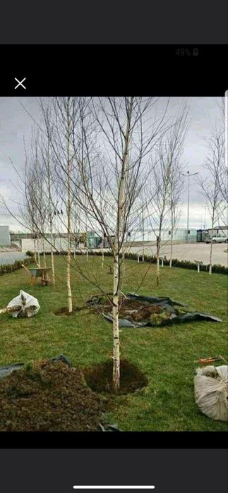 Plante ornamentale la preturi imbatabile