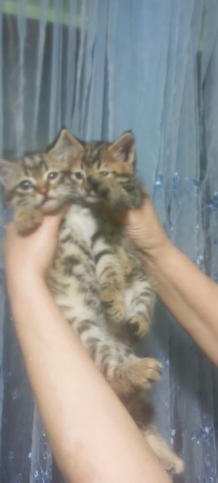 Породистые котята