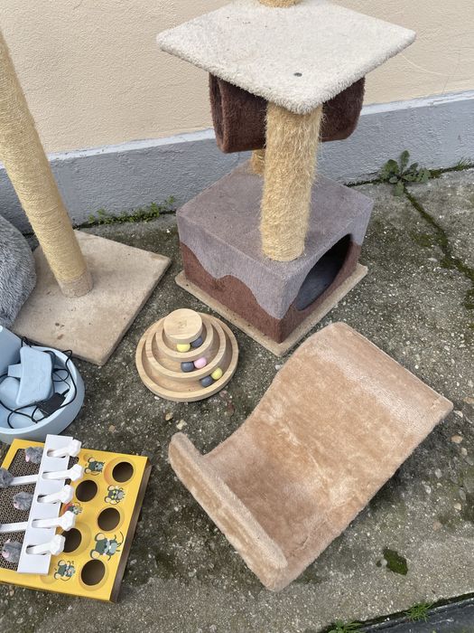 Accesorii pentru pisici
