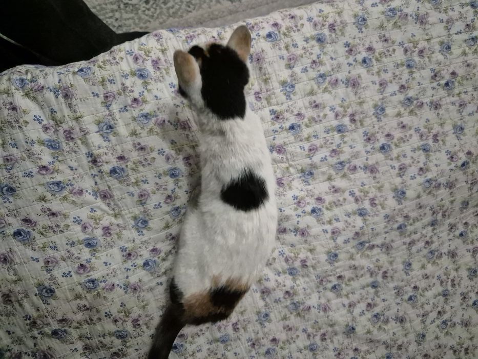 Отдам котят в хорошие руки