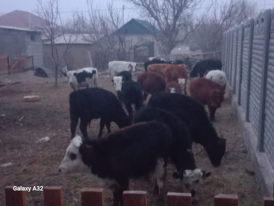 Бузау Буқа Сыйырлар.