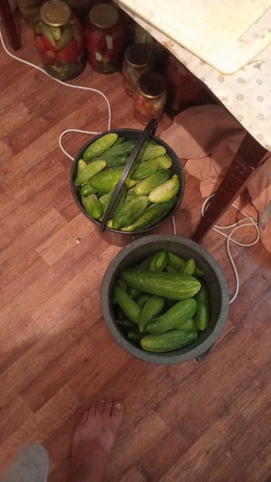Продам огурцы домашние