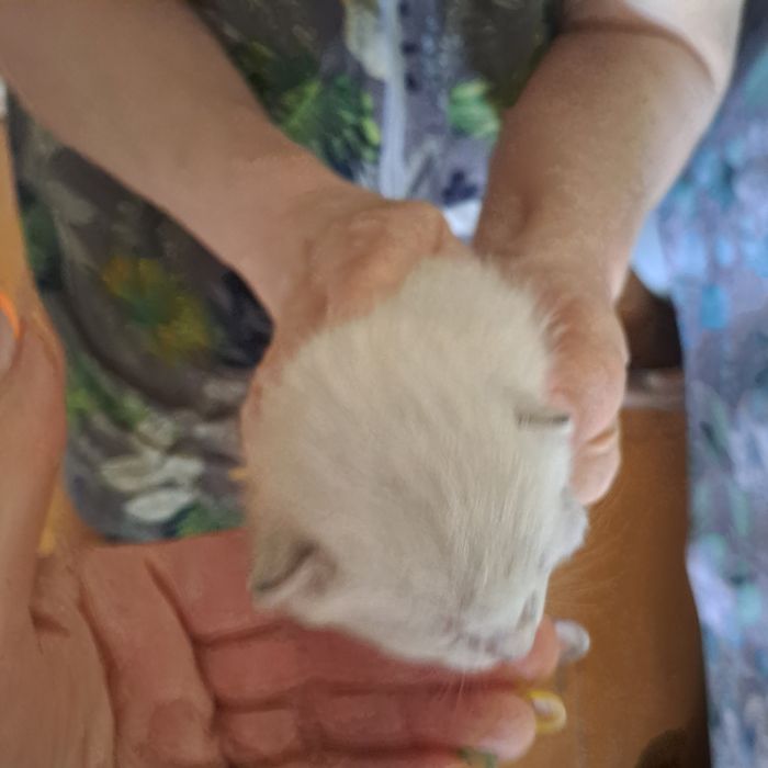 Ищем семью котёночку