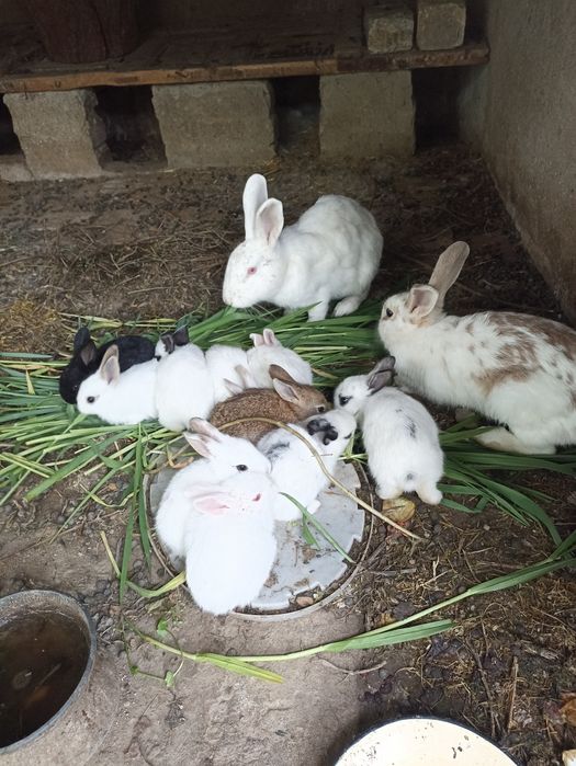 Quyon bolalari quyon