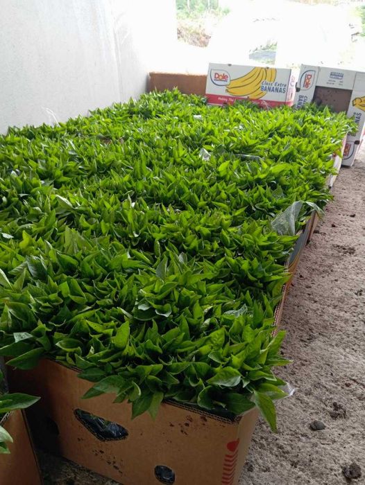 Продавам разсад за Пипер,Домати,Краставици