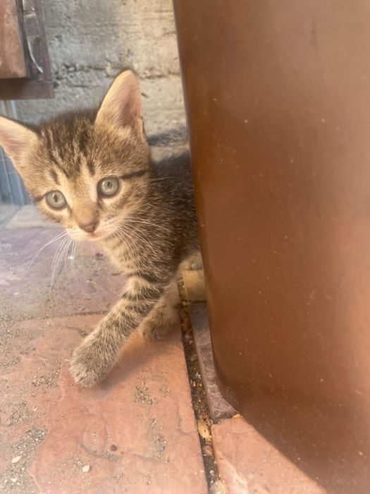Отдам котят девочки один месяц