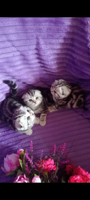 Продам вислоухого шотландского котика.