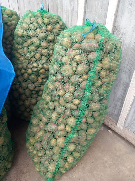 Vând cartofi animale