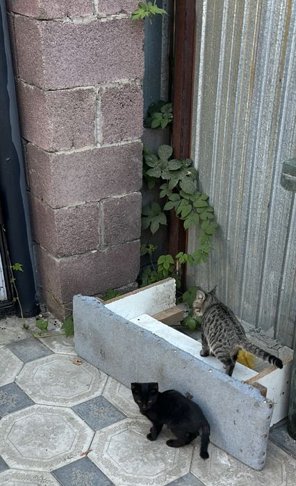 отдам в хорошие руки двух котят девочек