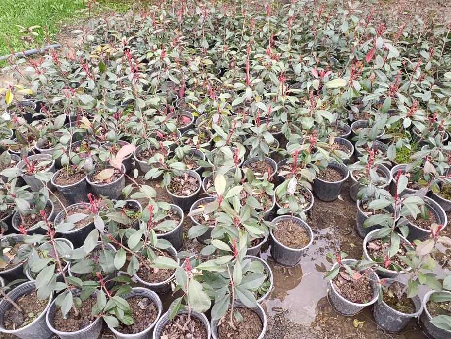 Манзарали ва мевали дарахт кучатларимиз сотувда оладиганлар тел