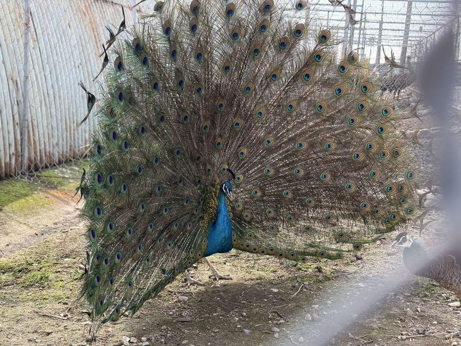 Продавам яйца от Пауни