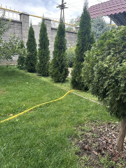 Туя Смарагд, голубой можевельник