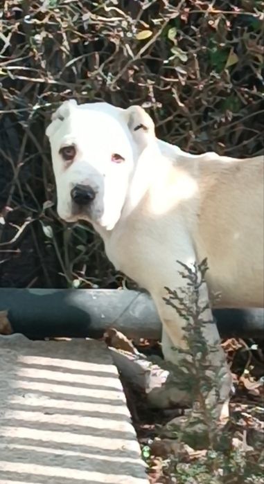 Алабай кабель продается