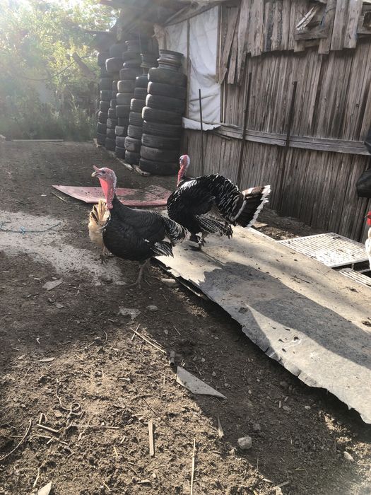 Vand curcani de tara