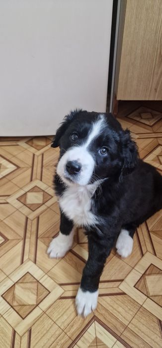 Девочки в добрые руки