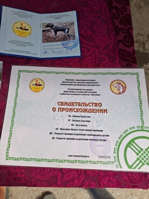 Продам Щенки дратхары