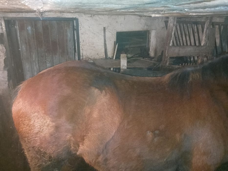 Vând mânză semigrea