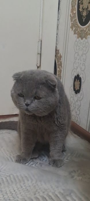 Британский кот с весом огромен и силён! 100% чистокровний