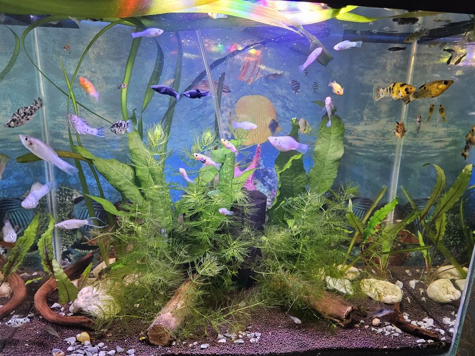 Продаются кометы,молинезия