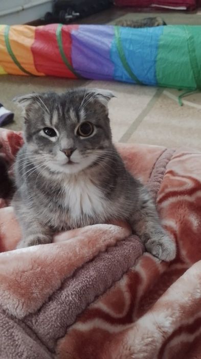 Ищем дом кошкеекк