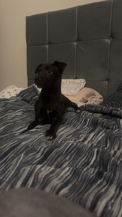 Donez catelușă 3 luni talie mica