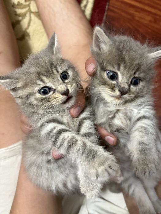 Британские котенки