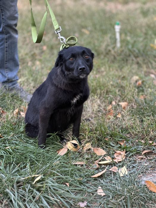 Чернышка пристраивается