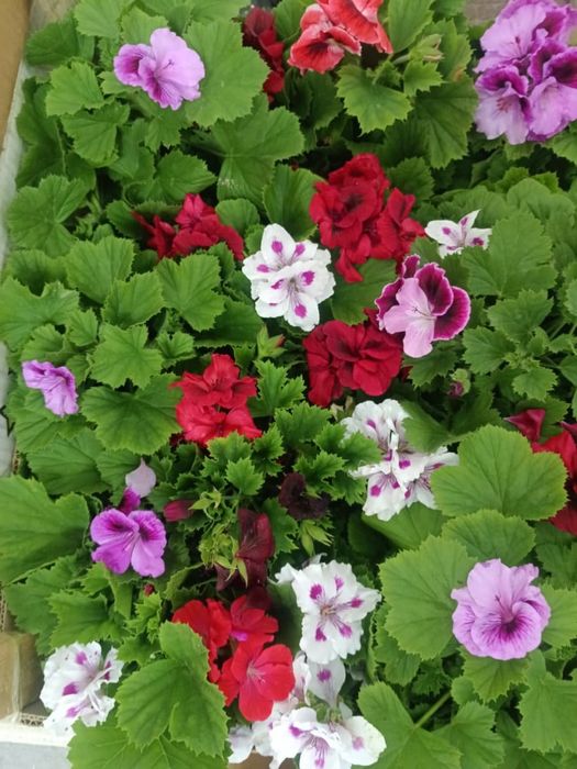 Продаю цветочки