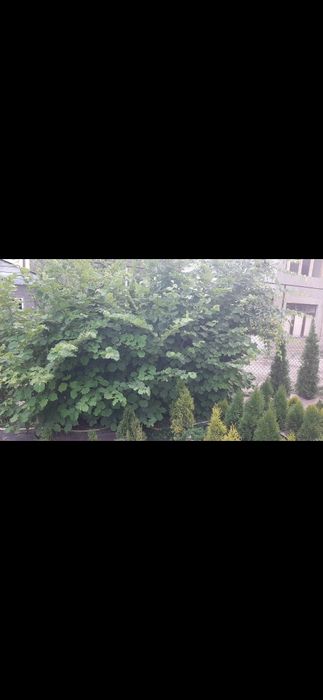 Продам саженцы фундука