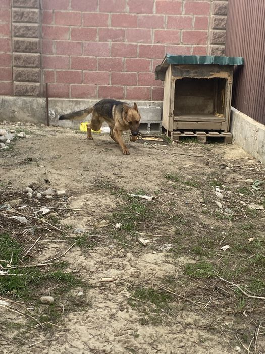 Немецски овчарка