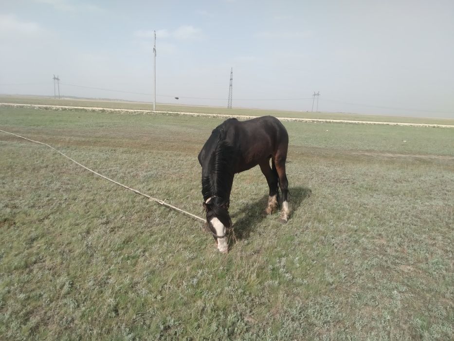 Продается жеребец